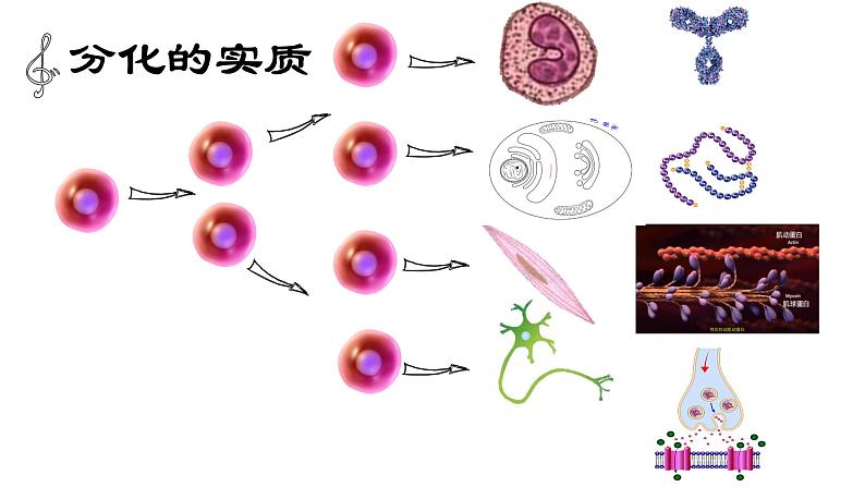 高中生物高考专题18 细胞的生命历程-2021年高考生物一轮复习知识精讲课件第8页