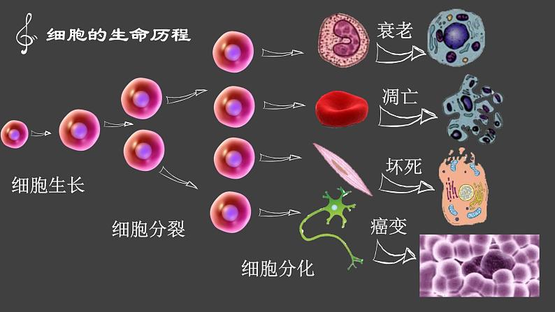 高中生物高考专题19 生长与增殖-2021年高考生物一轮复习知识精讲课件第2页