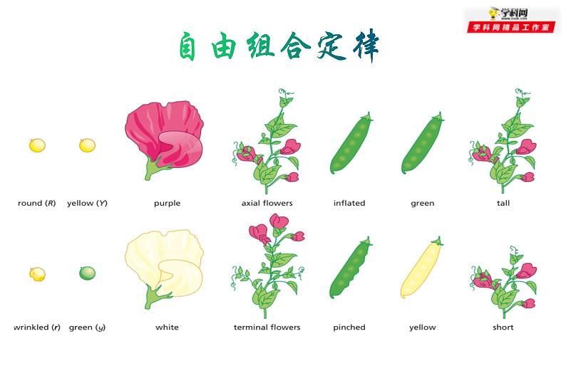 高中生物高考专题21 基因自由组合定律-2021年高考生物一轮复习知识精讲课件第1页