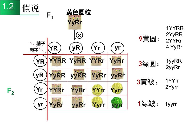 高中生物高考专题21 基因自由组合定律-2021年高考生物一轮复习知识精讲课件第4页
