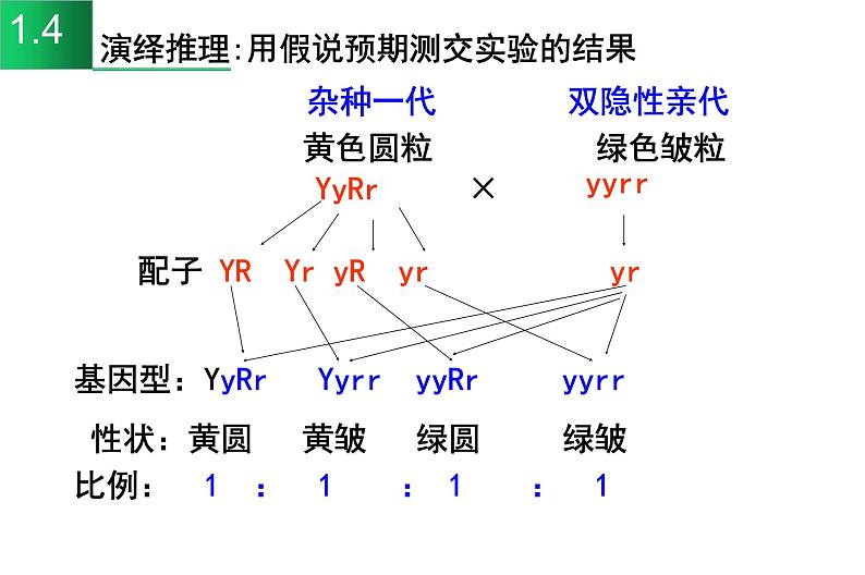 高中生物高考专题21 基因自由组合定律-2021年高考生物一轮复习知识精讲课件第6页