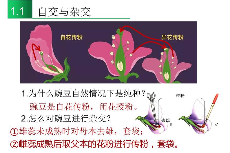 高中生物高考专题20 基因分离定律-2021年高考生物一轮复习知识精讲课件第6页