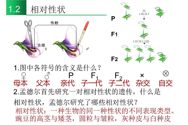 高中生物高考专题20 基因分离定律-2021年高考生物一轮复习知识精讲课件第8页