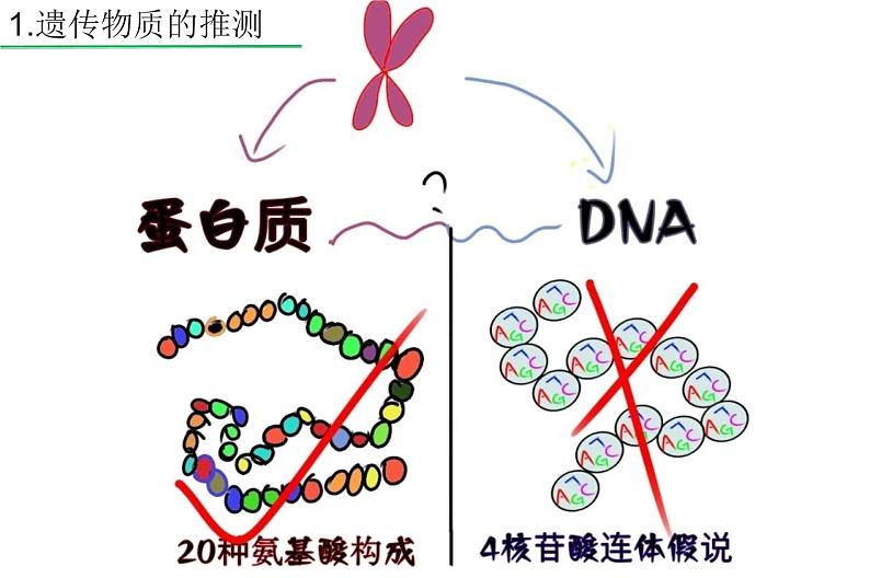 高中生物高考专题24 DNA是主要的遗传物质-2021年高考生物一轮复习知识精讲课件第4页