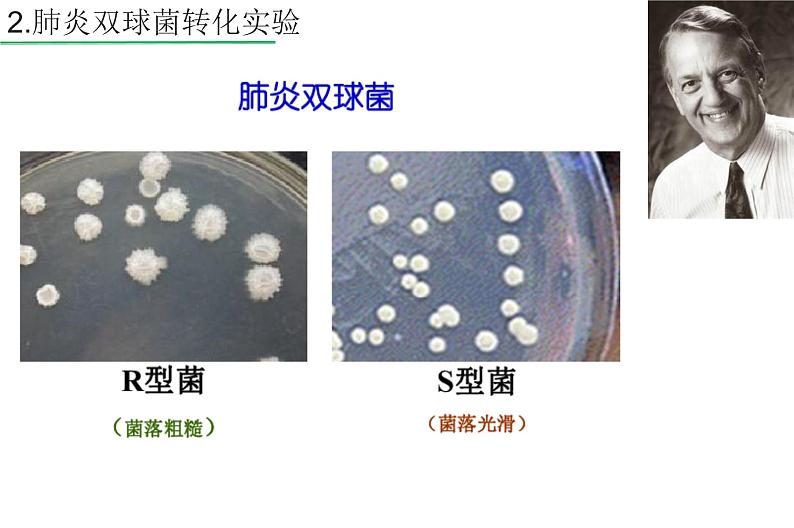 高中生物高考专题24 DNA是主要的遗传物质-2021年高考生物一轮复习知识精讲课件第5页