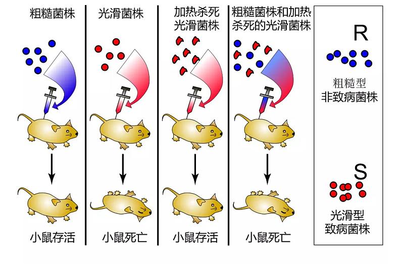 高中生物高考专题24 DNA是主要的遗传物质-2021年高考生物一轮复习知识精讲课件第6页