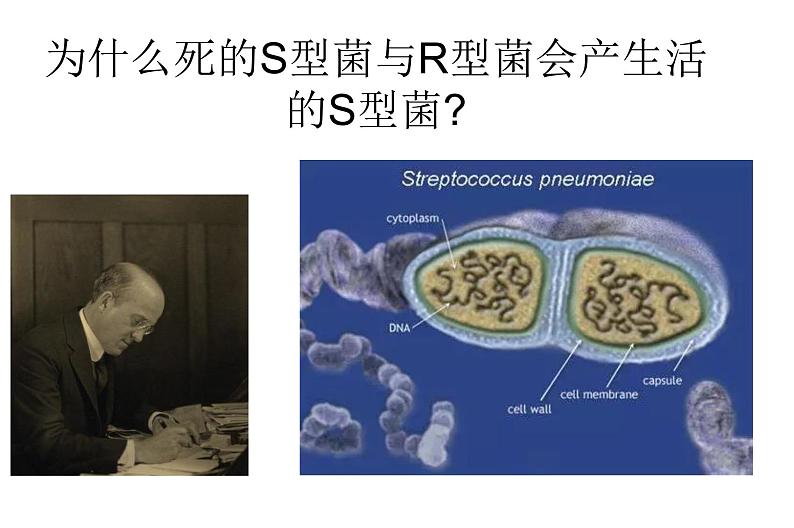 高中生物高考专题24 DNA是主要的遗传物质-2021年高考生物一轮复习知识精讲课件第7页