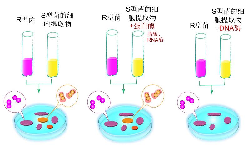 高中生物高考专题24 DNA是主要的遗传物质-2021年高考生物一轮复习知识精讲课件第8页