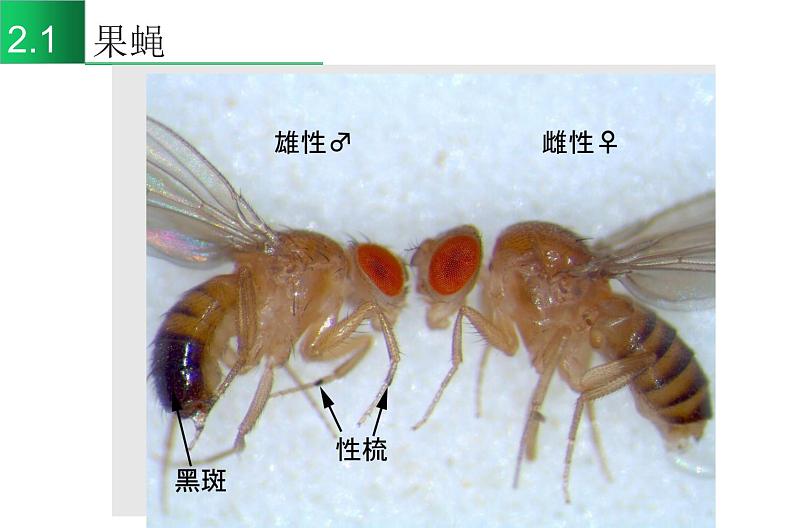 高中生物高考专题22 基因在染色体上-2021年高考生物一轮复习知识精讲课件第4页