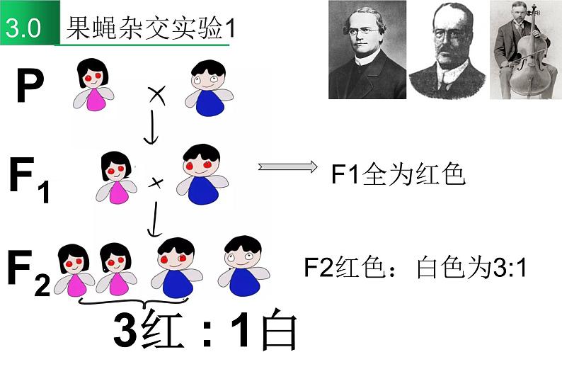 高中生物高考专题22 基因在染色体上-2021年高考生物一轮复习知识精讲课件第5页