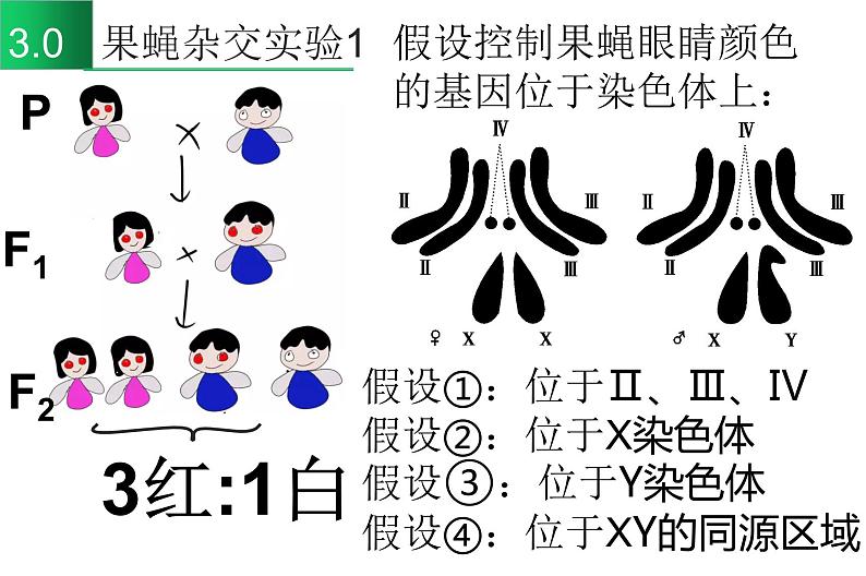 高中生物高考专题22 基因在染色体上-2021年高考生物一轮复习知识精讲课件第6页