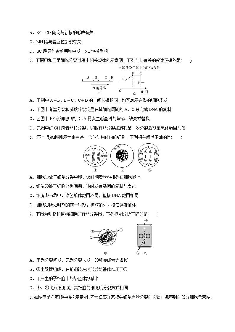 高中生物高考专题4 1 细胞的增殖（必刷试题）-2021年高考生物大一轮复习紧跟教材（原卷版）第2页