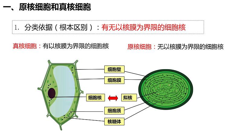 1.2.2原核细胞和真核细胞课件05