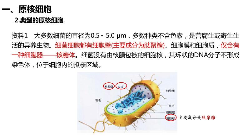 1.2.2原核细胞和真核细胞课件07