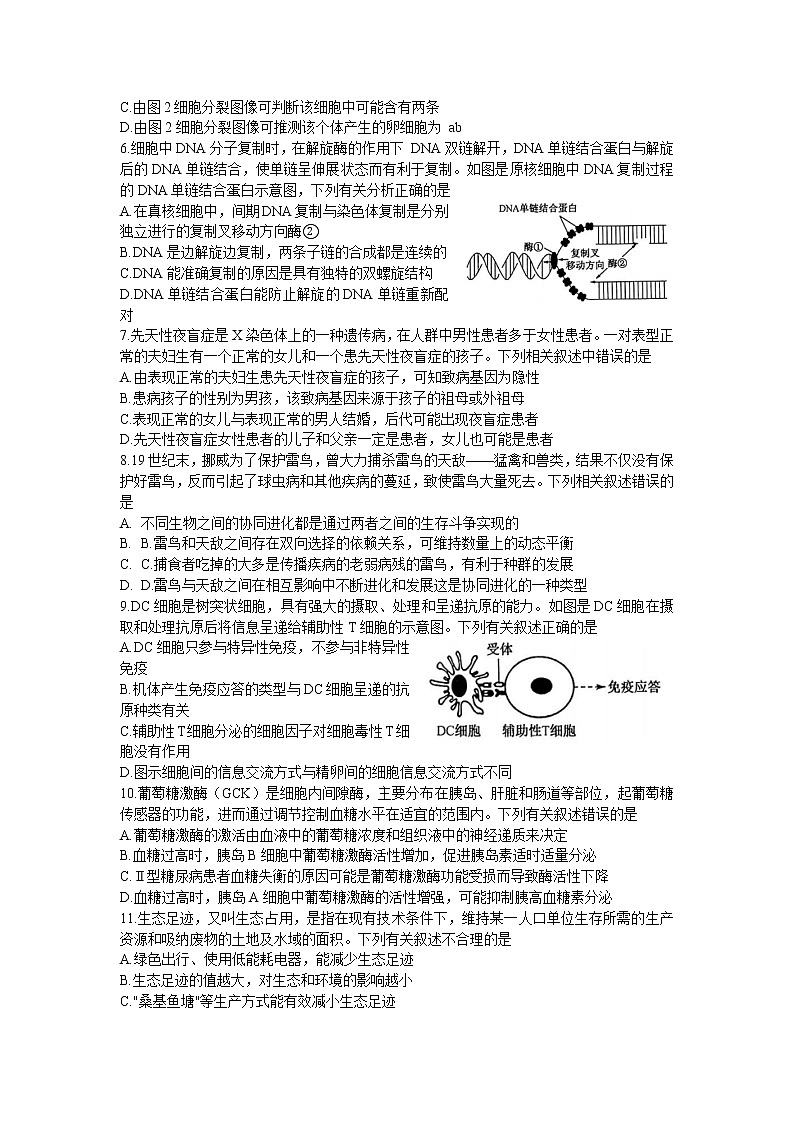河北省2023届高三生物下学期4月大联考试题（二模）（Word版附答案）第2页