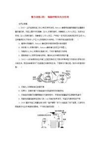 2023新教材高考生物二轮专题复习 整合训练（四）细胞呼吸和光合作用