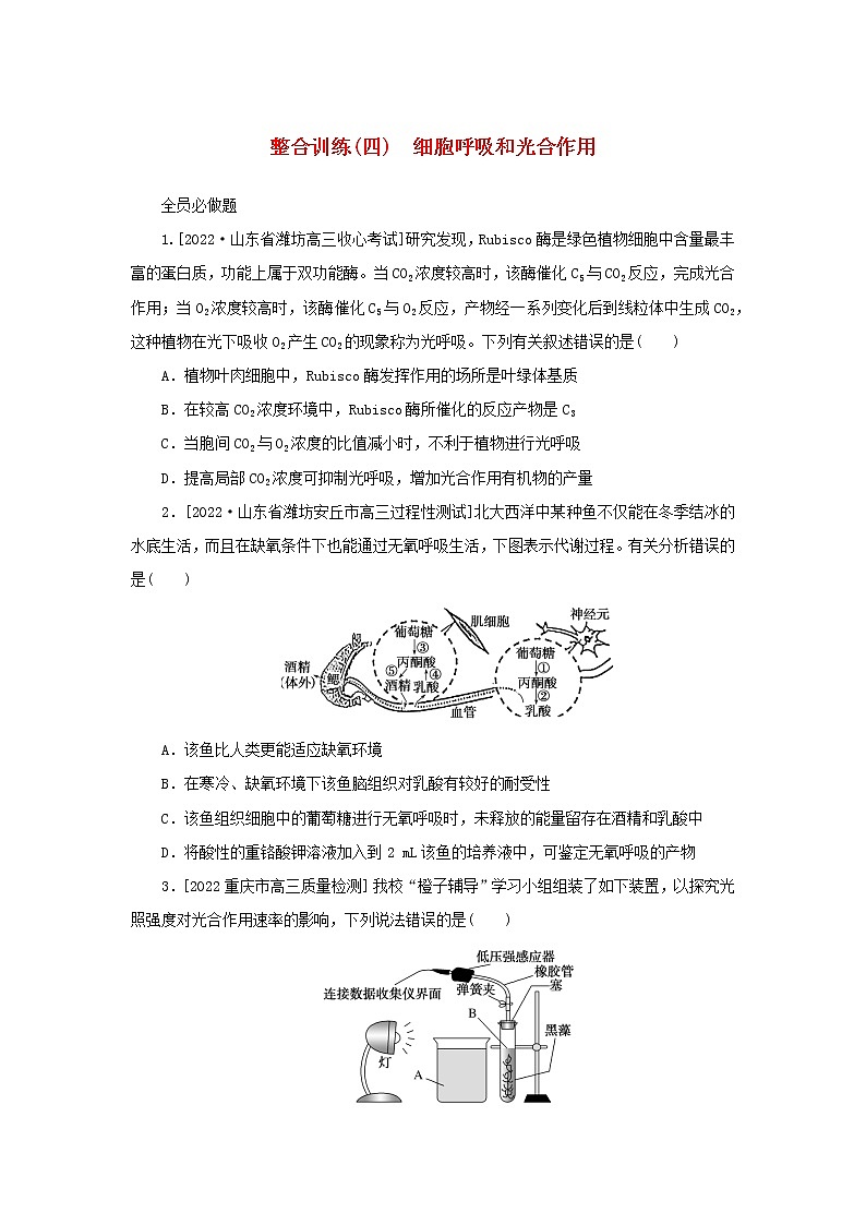 2023新教材高考生物二轮专题复习 整合训练（四）细胞呼吸和光合作用01