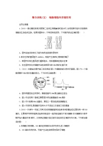 2023新教材高考生物二轮专题复习 整合训练（五）细胞增殖和受精作用