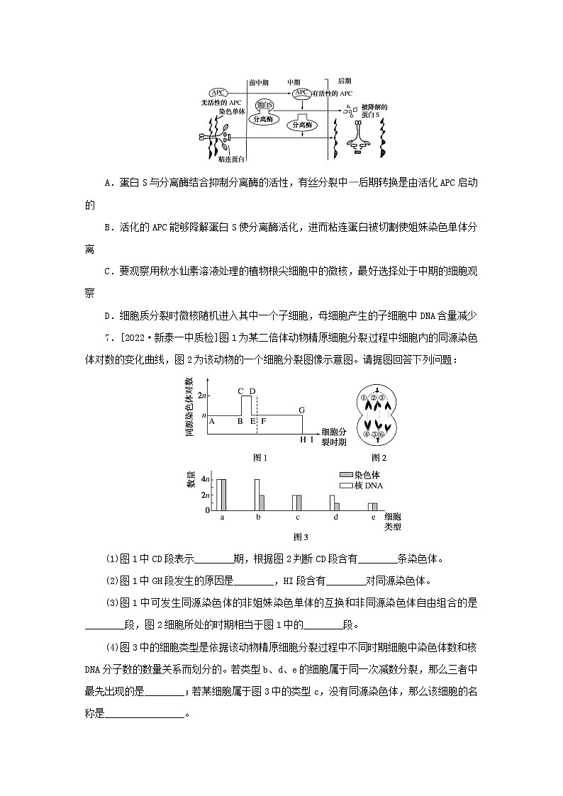 2023新教材高考生物二轮专题复习 整合训练（五）细胞增殖和受精作用第3页