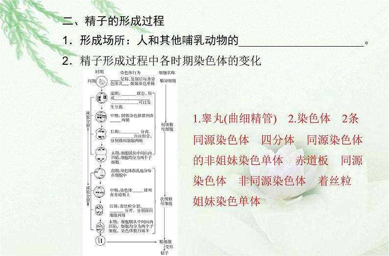 高中生物学业水平合格性考试专题六遗传的细胞基础课件第5页