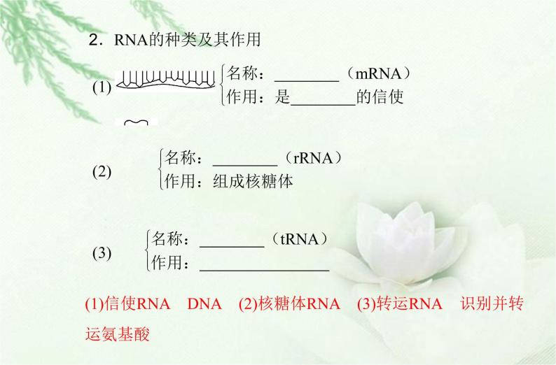 高中生物学业水平合格性考试专题八基因的表达课件04