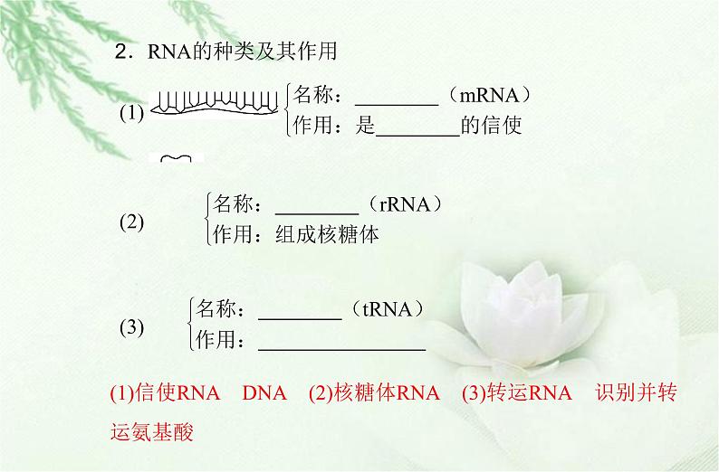 高中生物学业水平合格性考试专题八基因的表达课件第4页