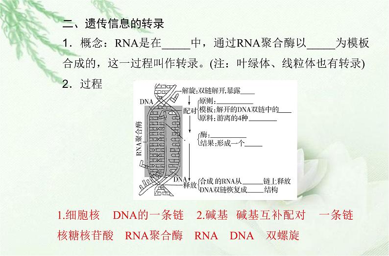 高中生物学业水平合格性考试专题八基因的表达课件第5页