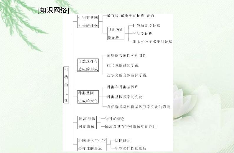 高中生物学业水平合格性考试专题十一生物的进化课件02