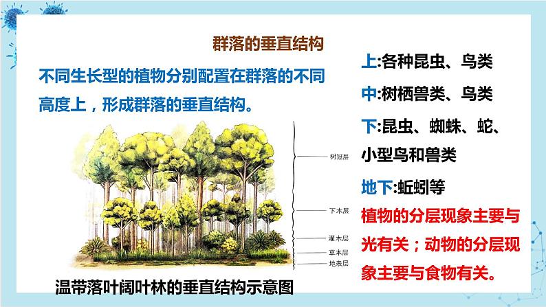 浙科版高中生物选择性必修第二册·第二章- 第二节 群落具有垂直、水平和时间结构（课件PPT）06