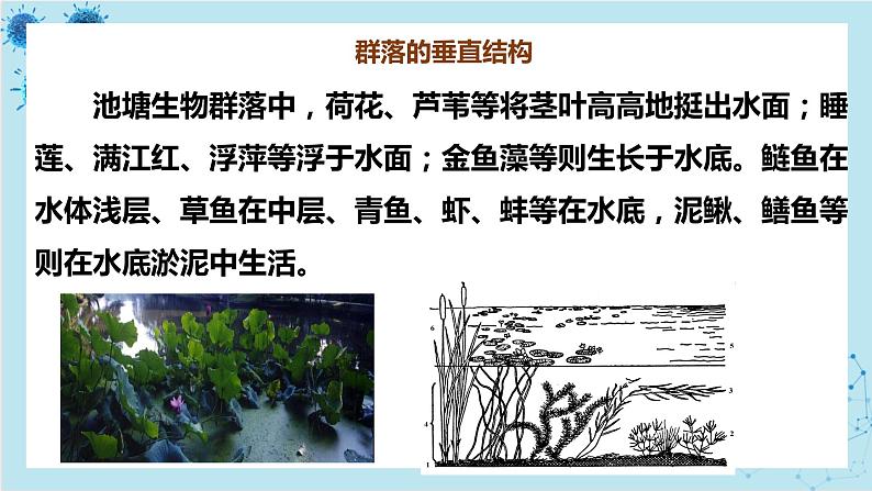 浙科版高中生物选择性必修第二册·第二章- 第二节 群落具有垂直、水平和时间结构（课件PPT）07