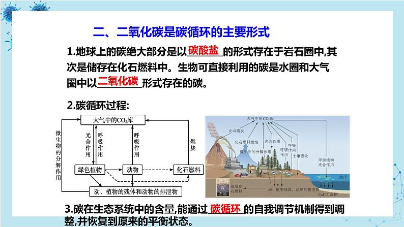 浙科版高中生物选择性必修第二册·第三章- 第四节 生态系统中的物质能被循环利用（课件PPT）第6页