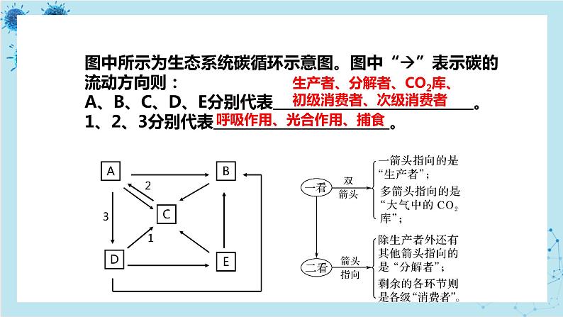 浙科版高中生物选择性必修第二册·第三章- 第四节 生态系统中的物质能被循环利用（课件PPT）第8页