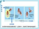 浙科版高中生物选择性必修第二册·第三章- 第五节 生态系统中存在信息传递（课件PPT）