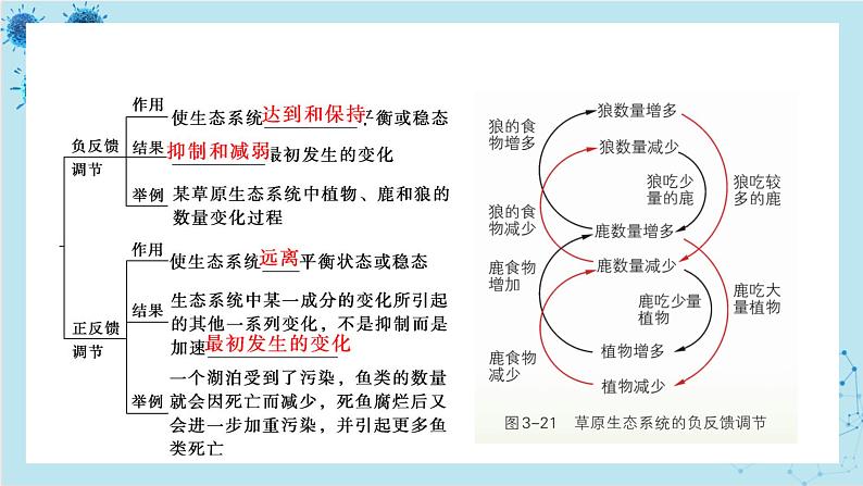 浙科版高中生物选择性必修第二册·第三章- 第六节 生态系统中通过自我调节维持稳态（课件PPT）05