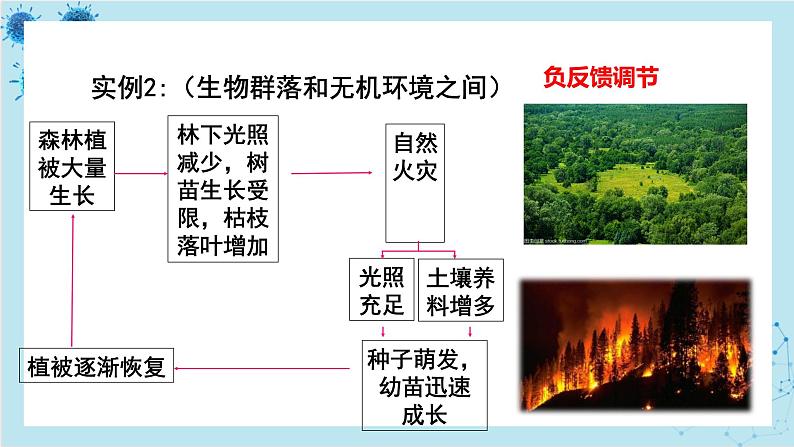 浙科版高中生物选择性必修第二册·第三章- 第六节 生态系统中通过自我调节维持稳态（课件PPT）08