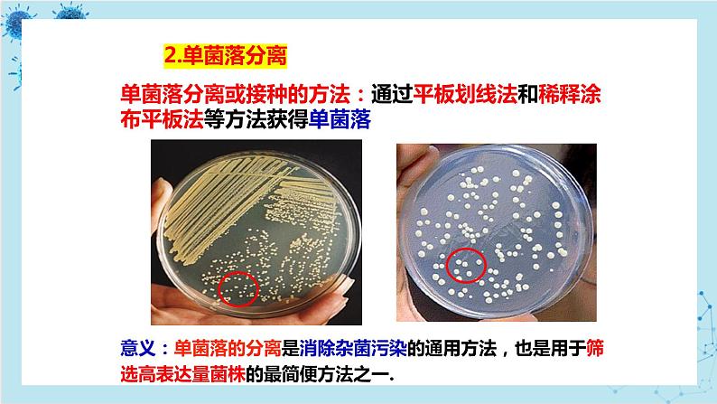 浙科版高中生物选择性必修第三册·第一章- 第二节 课时1 纯净的目标微生物可通过分离和纯化获得（课件PPT）第4页