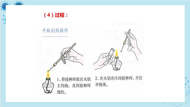 浙科版高中生物选择性必修第三册·第一章- 第二节 课时1 纯净的目标微生物可通过分离和纯化获得（课件PPT）第8页