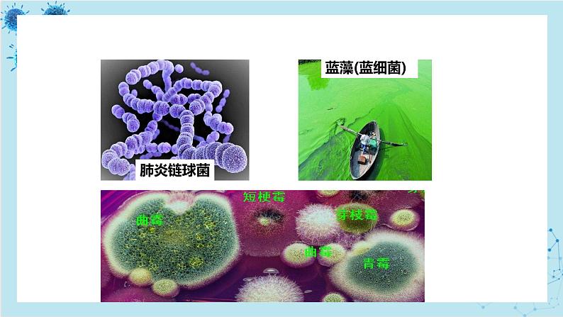 浙科版高中生物选择性必修第三册·第一章- 第三节 课时1 发酵工程为人类提供多样的生物产品（课件PPT）02