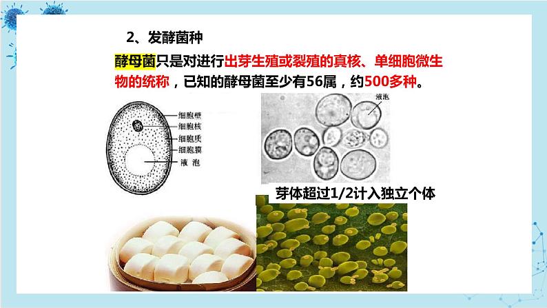 浙科版高中生物选择性必修第三册·第一章- 第三节 课时1 发酵工程为人类提供多样的生物产品（课件PPT）07