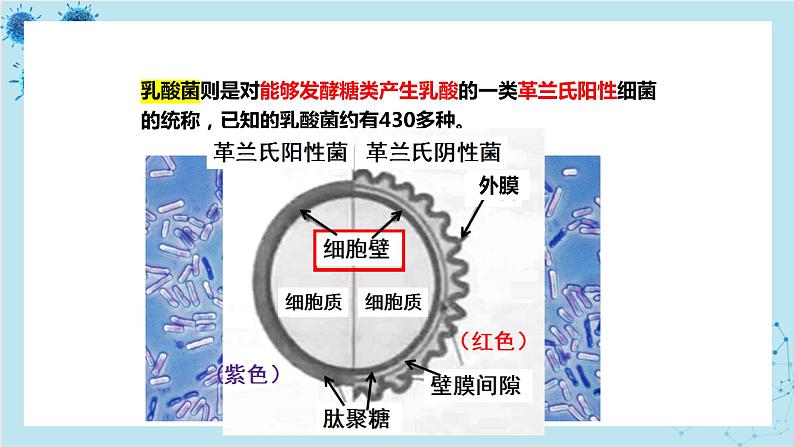 浙科版高中生物选择性必修第三册·第一章- 第三节 课时1 发酵工程为人类提供多样的生物产品（课件PPT）08