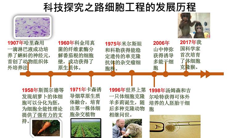 浙科版高中生物选择性必修第三册·第二章- 第一节 通过植物组织培养可获得完整植株（课件PPT）第3页