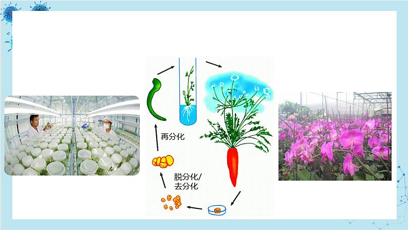 浙科版高中生物选择性必修第三册·第二章- 第一节 通过植物组织培养可获得完整植株（课件PPT）第4页
