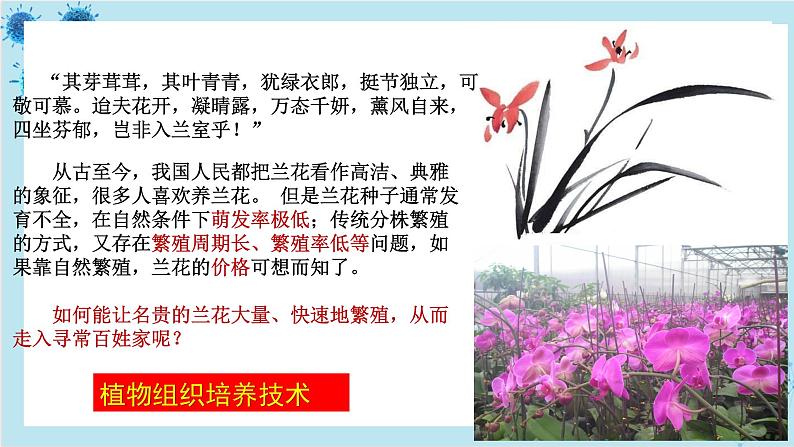 浙科版高中生物选择性必修第三册·第二章- 第一节 通过植物组织培养可获得完整植株（课件PPT）第5页