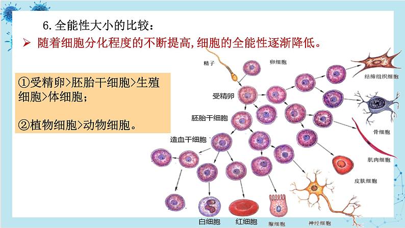 浙科版高中生物选择性必修第三册·第二章- 第一节 通过植物组织培养可获得完整植株（课件PPT）第8页