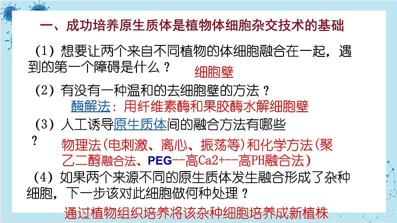 浙科版高中生物选择性必修第三册·第二章- 第二节 通过体细胞杂交可获得新的植物体（课件PPT）第4页