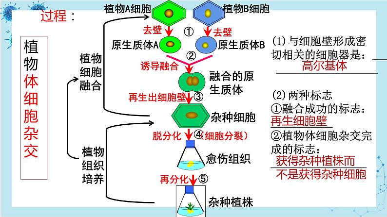 浙科版高中生物选择性必修第三册·第二章- 第二节 通过体细胞杂交可获得新的植物体（课件PPT）第8页