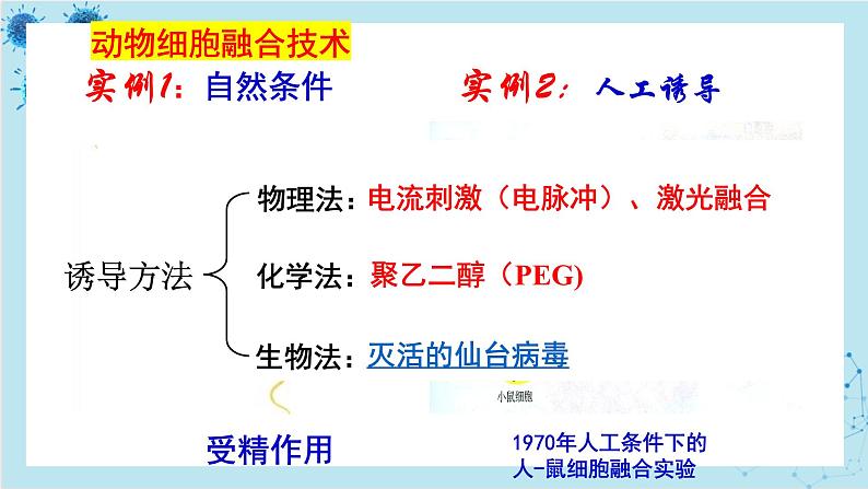 浙科版高中生物选择性必修第三册·第三章- 第三节 通过细胞融合可产生具有新特性的细胞（课件PPT）第3页