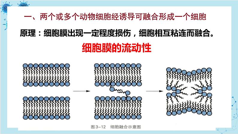 浙科版高中生物选择性必修第三册·第三章- 第三节 通过细胞融合可产生具有新特性的细胞（课件PPT）第5页