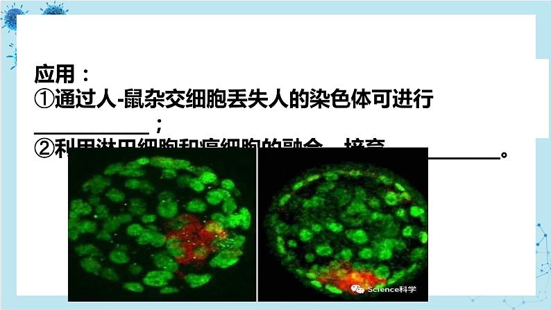 浙科版高中生物选择性必修第三册·第三章- 第三节 通过细胞融合可产生具有新特性的细胞（课件PPT）第6页