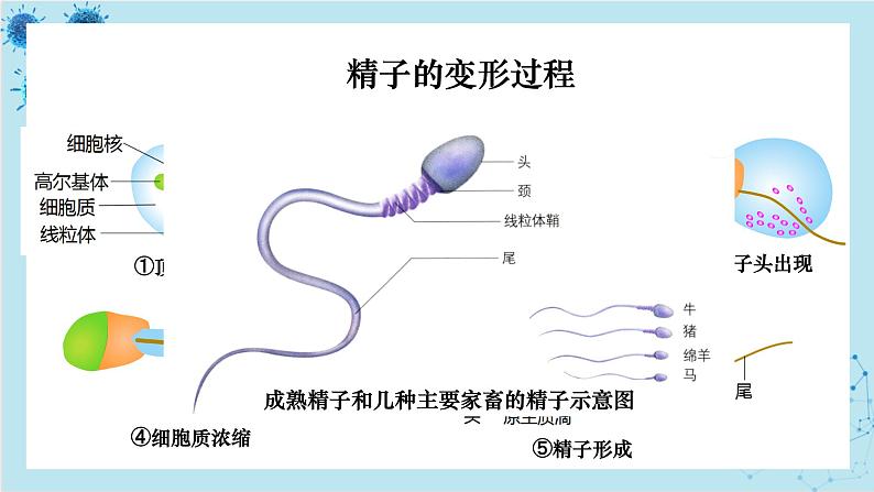 浙科版高中生物选择性必修第三册·第三章- 第四节 课时1 对动物早期胚胎或配子进行处理可获得目标个体（课件PPT）06